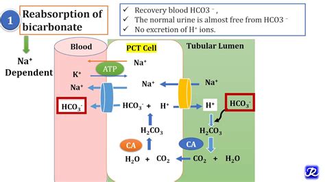 2 Regulation Of Blood PH By Respiratory And Renal Mechanisms Acid