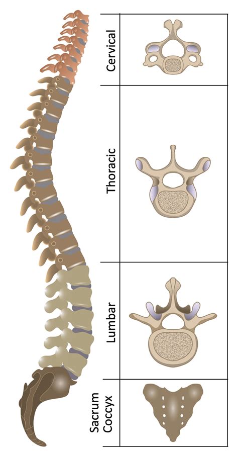 Anatomy Of The Spinal Cord Anatomical Charts And Posters