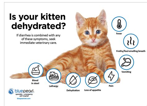 The cat becomes weak and lethargic or shows other signs of. Kitten Diarrhea (Should You Be Worried?) | BluePearl Pet ...