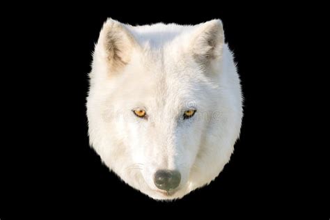 White Wolf Head On A Black Background Stock Image Image Of Look