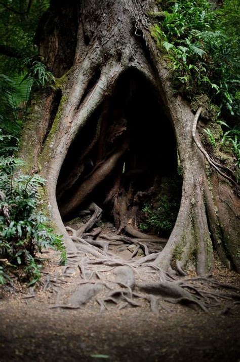 Tree Root Cave Pics