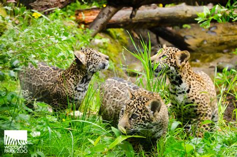 Woodland Park Zoo Blog Jaguar Cubs Take First Practice Steps Outside