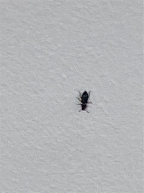 There is a picture of one that we put in water too. Black Bug in my house - Ask an Expert