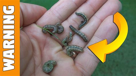 How To Kill Armyworms In Lawn Youtube