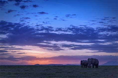 Two Elephant On Field During Sunset Amboseli National Park Kenya Hd