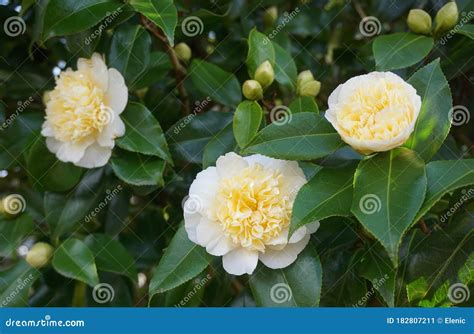 Incredible Beautiful White Camellia Camellia Japonica Nobilissima In