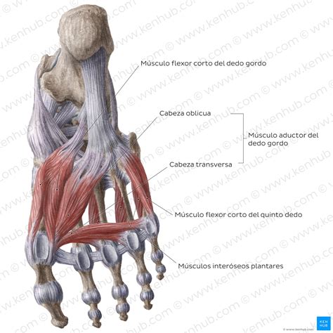 Falanges Del Pie Anatomía Articulaciones Músculos Kenhub