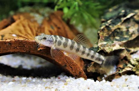 Discover The Coolest Loaches For Your Tank