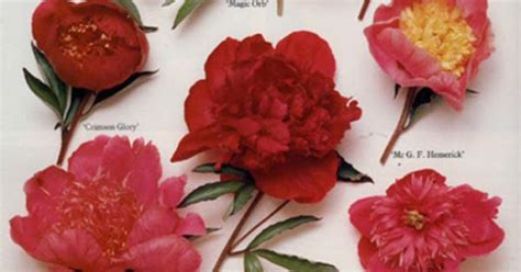 The plants have flowers that bloom on a bush, and may occur in a variety of colors from pastel pinks to dark, deep blues. Different types of peonies | Garden love | Pinterest ...