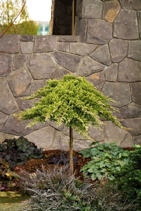 The 25 Best Dwarf Evergreen Trees Ideas On Pinterest Evergreen