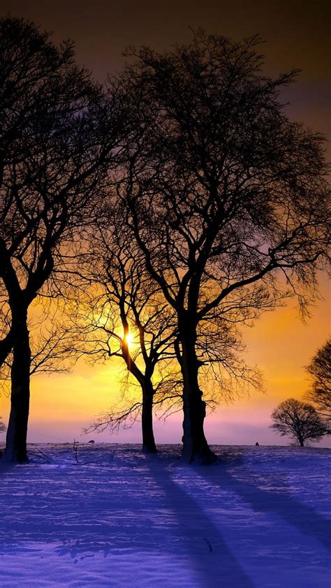 Download Wallpaper 1080x1920 Sunset Winter Trees