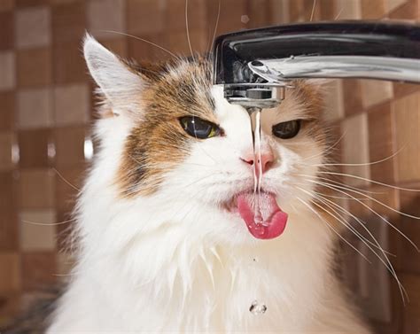 The aversion cats have to water has been accepted as fact. Does Your Cat Have a Drinking Problem? - Catster