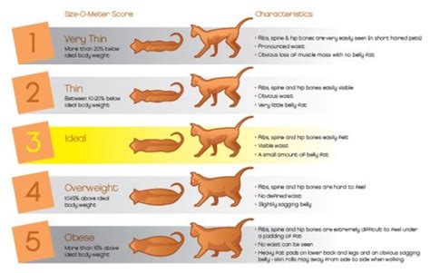 You can use these for your cat's official name or as a fun nickname! Overweight Cats, Obesity in Cats, Prevalence, Health Risks ...