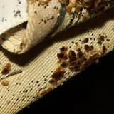 Photos of Philadelphia Termite Treatment