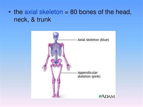 Ppt The Axial Skeleton Powerpoint Presentation Id2154286