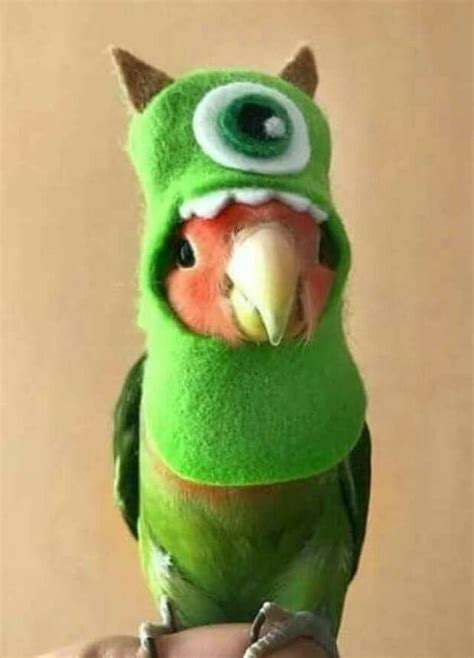 Create Meme Funny Parrots Talking Parrot Parrot Funny Pictures