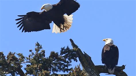 American Bald Eagle Population Surging Now Common Sighting