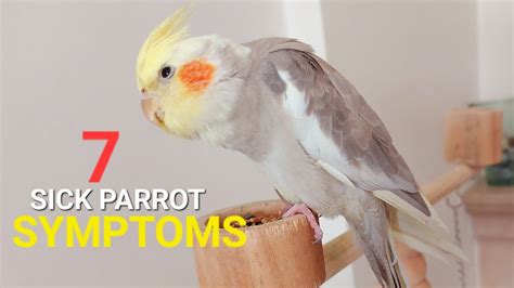 7 Symptoms Of A Sick Parrot Youtube
