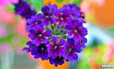 The perennial geranium blooms from early summer until late fall, guaranteeing your garden will have. 25 Pretty Purple Flowers | Tall & Small Purple Flower Plants