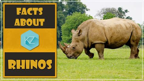 Fun Facts About Rhinos Kids Education With Kz Learning Youtube