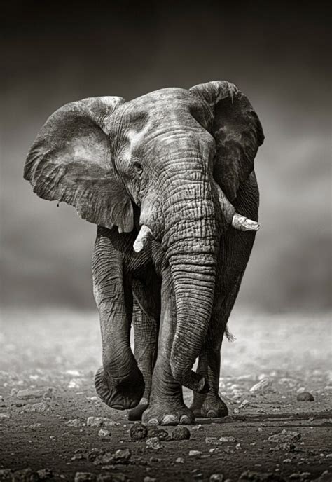Black And White Elephant Stocky Art Fotokunst Op Plexiglas En Dibond