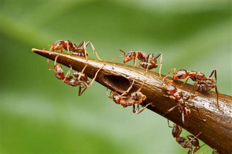 Trees Trap Ants Into Sweet Servitude