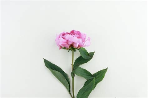 Purple Rose Flower Photo Free Plant Image On Unsplash Rose Flower