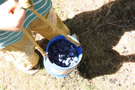 First Blueberry Pick Woolymossroots