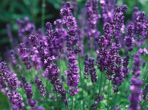 Types Of Lavender Shrubs For Landscaping Drought Tolerant Plants
