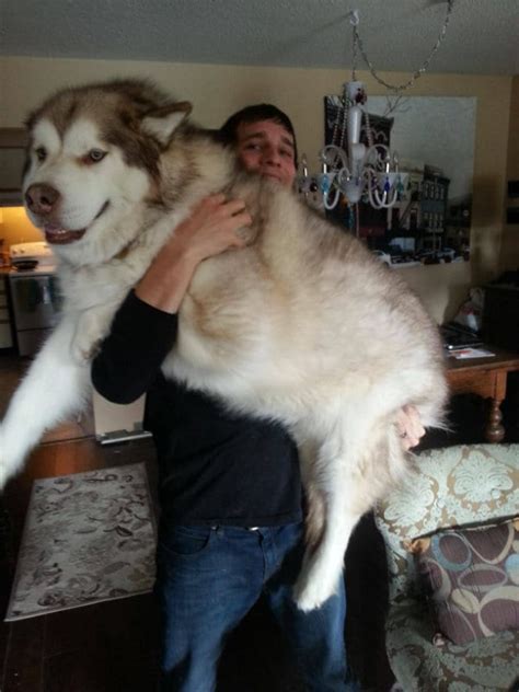 15 Pictures That Perfectly Capture How It Feels To Own A Husky Barkpost
