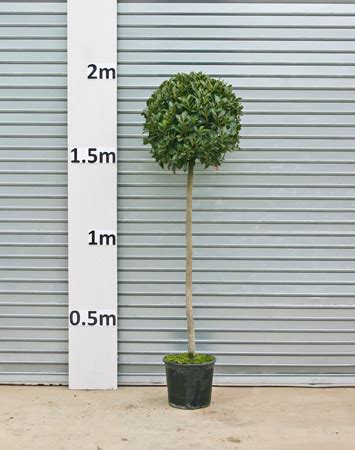Real topiary trees that grow in a garden. Palmbrokers - Catalogue - Real Topiary Plants for Hire