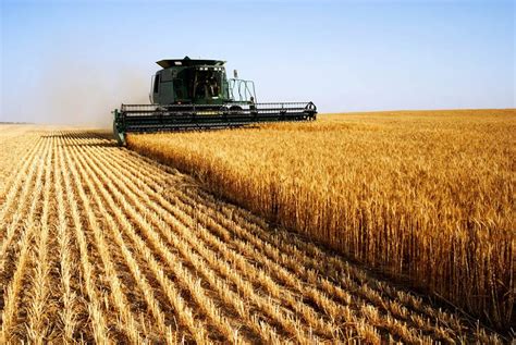Steps To Harvesting Grain — Common Grain Alliance