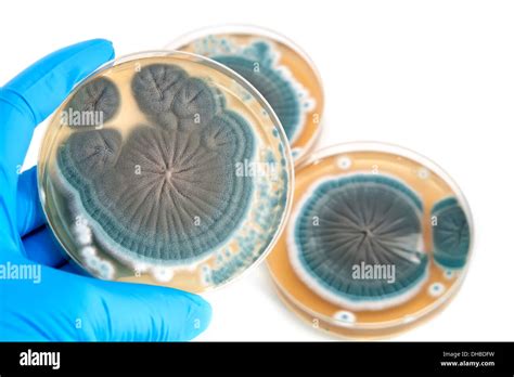Penicillium Fungi On Agar Plate In Laboratory Over White Stock Photo