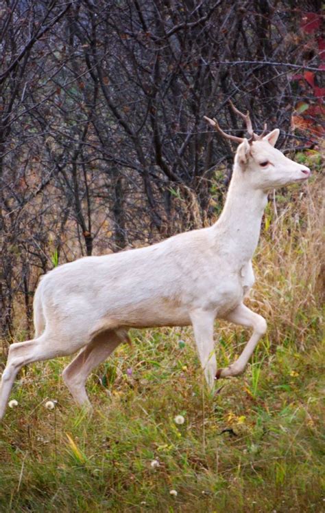 Symbolic Meaning Of The White Buck On What Your Sign