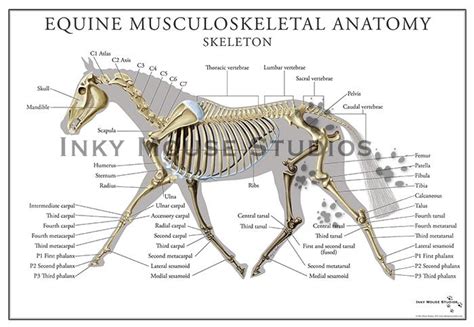 Equine Skeletal System Poster | Skeletal system, Skeletal system