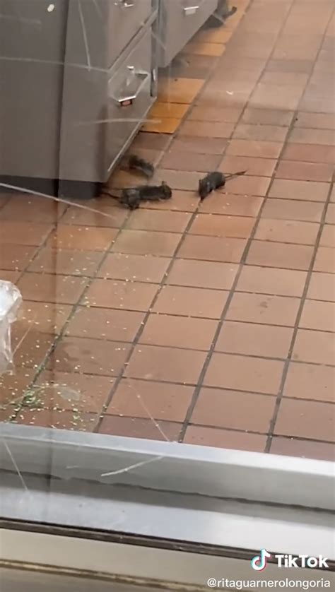 Viral Video Captures Rat Infestation In Texas Restaurant