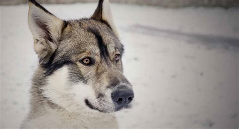 Tamaskan Dog What To Expect When Owning A Wolf Dog