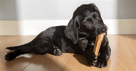 The 8 Best Chew Bones For Puppies In 2022 Trusted Bulletin