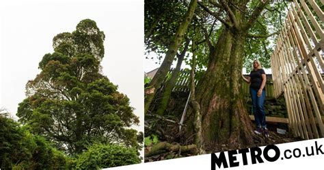 Neighbour Poisons 200 Year Old Tree Because Its Blocking Her View