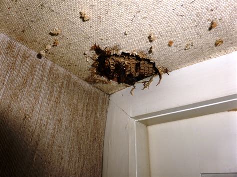 Sorgen sie dafür, dass ihr wohnraum frei von insekten ist. Hornissen im Haus! Hornissen im Haus Dr. Eckel & Partner ...
