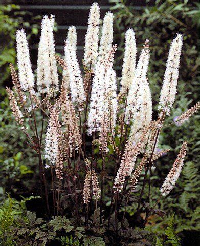 Cimicifuga ramosa 'hillside black beauty'. CIMICIFUGA - Hillside Black Beauty | Garden flowers ...