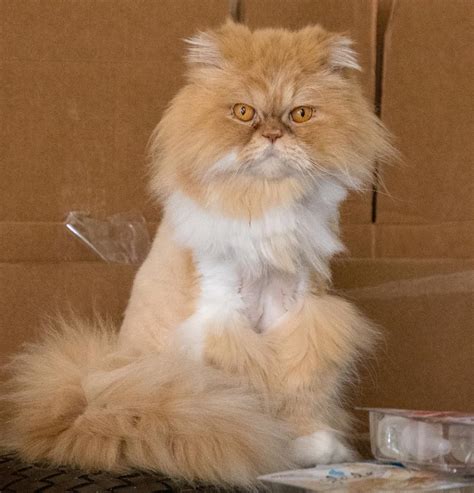 Community cats need your support! Lost Cat Persian in ORLANDO, FL - Lost My Kitty