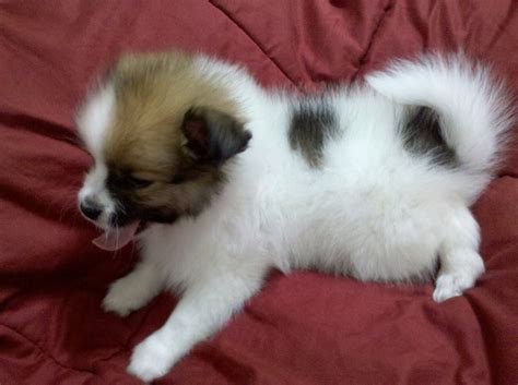 Maybe you would like to learn more about one of these? Pomeranian/Shih Tzu mix | Just so cute