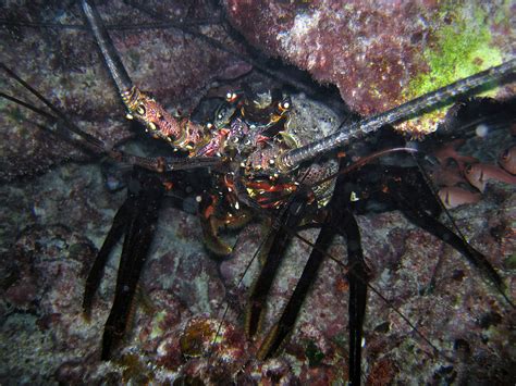 Spiny Lobster In Midway Atolls Lagoon Spiny Lobster In L Flickr