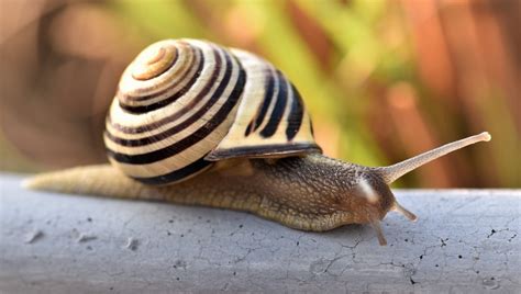 Werden gehäuseschnecken schon mit haus geboren? Was passiert, wenn das Haus der Schnecke kaputtgeht?