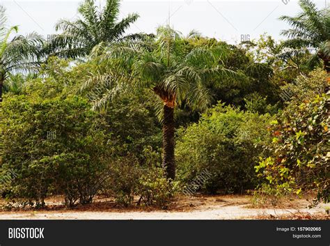 West African Palm Tree Image And Photo Free Trial Bigstock