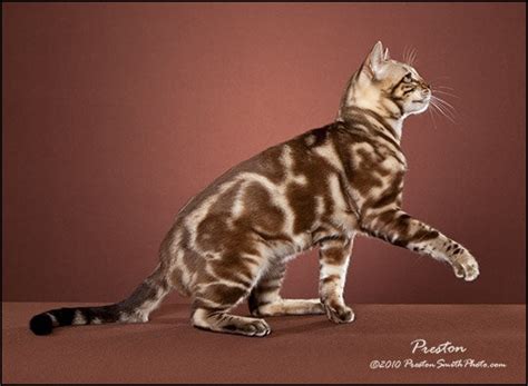 Marble genes is recessive to spotted. Marbled Tabby Bengal