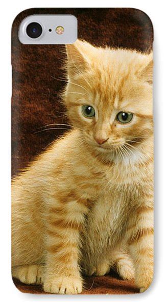 Orange Tabby Mixed Breed Kitten Photograph By Larry Allan