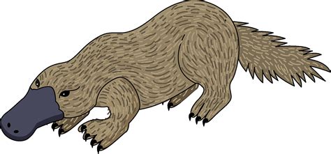 Platypus Clipart Free Download Transparent Png Or Vector Clipart