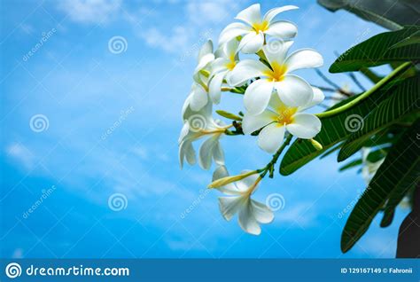 Fiori bianchi con centro giallo : Plumeria Del Fiore Del Frangipane Alba Con Le Foglie Verdi Sul Fondo Del Cielo Blu Fiori Bianchi ...